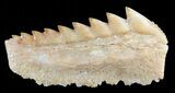 Fossil Cow Shark (Hexanchus) Tooth - Morocco #50528-1